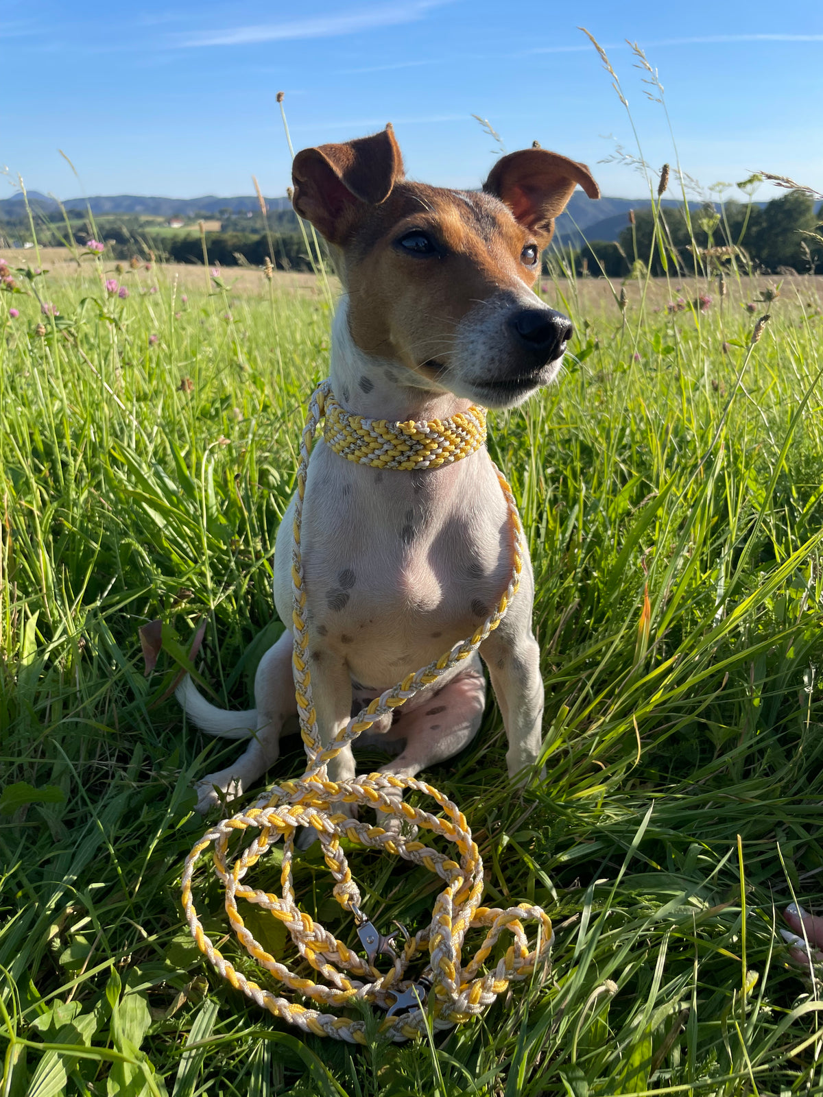 Designe dein eigenes - Halsband Mini