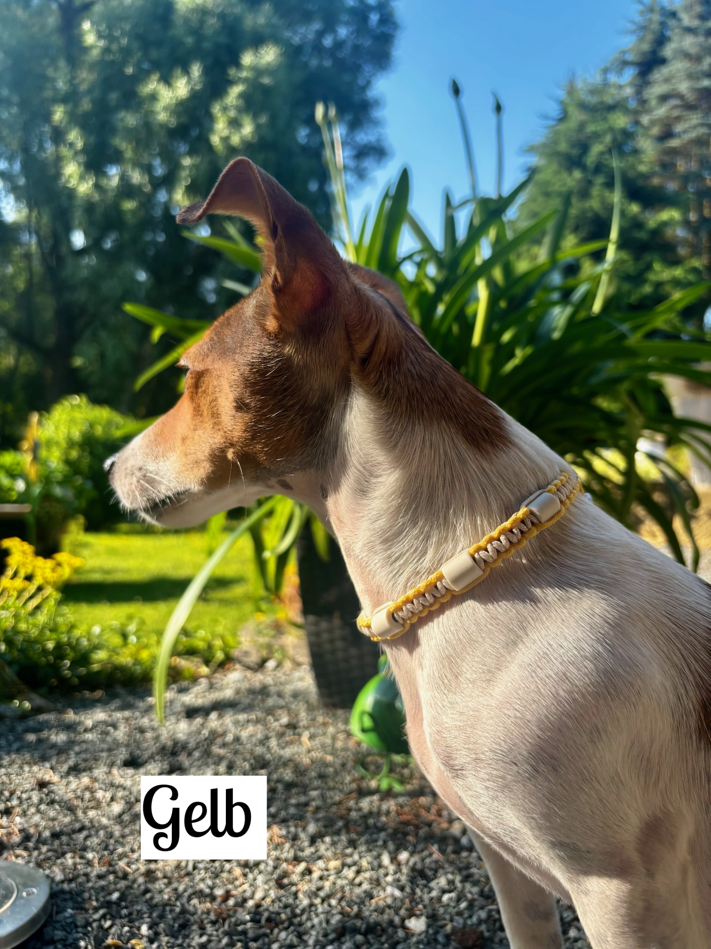 Zeckenhalsband mit EM-Keramik